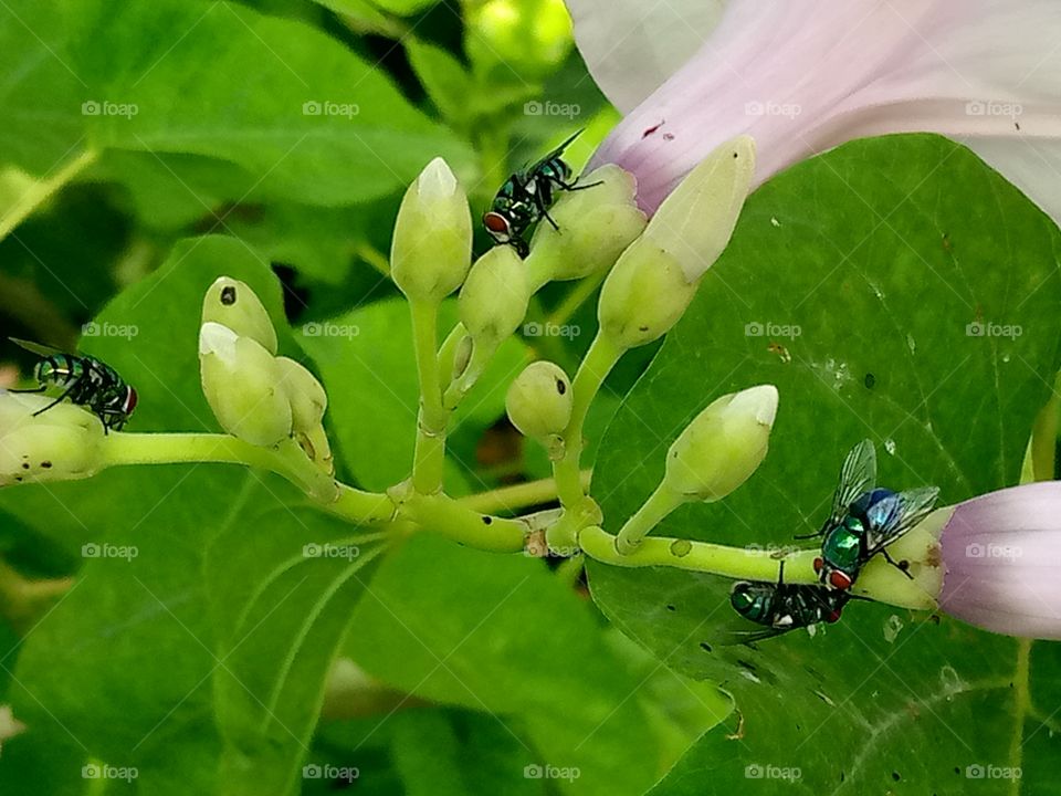 flies on a flower, such it's nectar. it's a green and pink flowers. so beautiful.