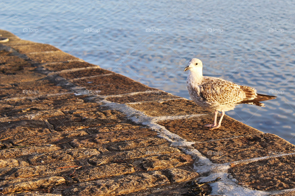 bird in the sunlight