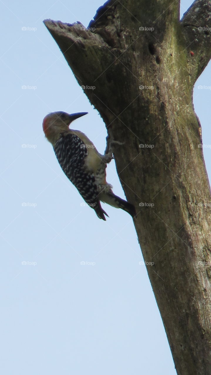 Red-Crowned Woodpecker (Melanerpes rubricapillus) Carpintero Habado