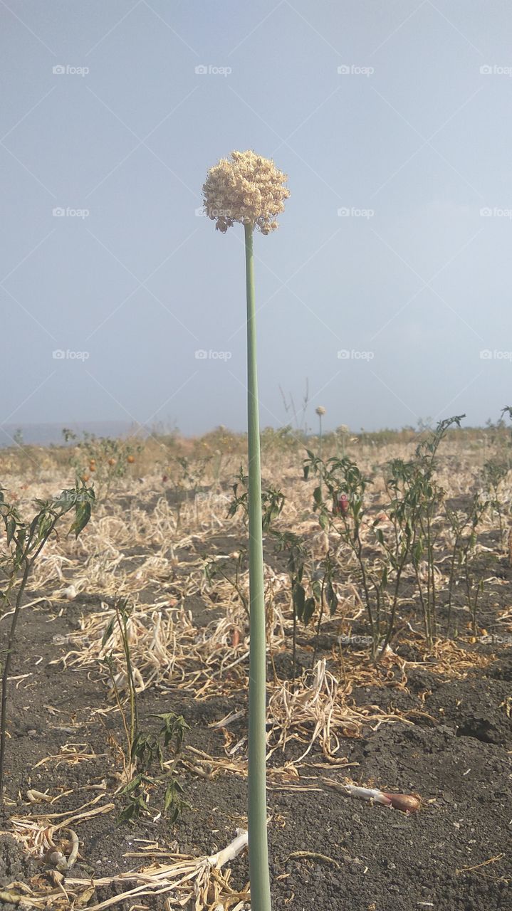 onion plant