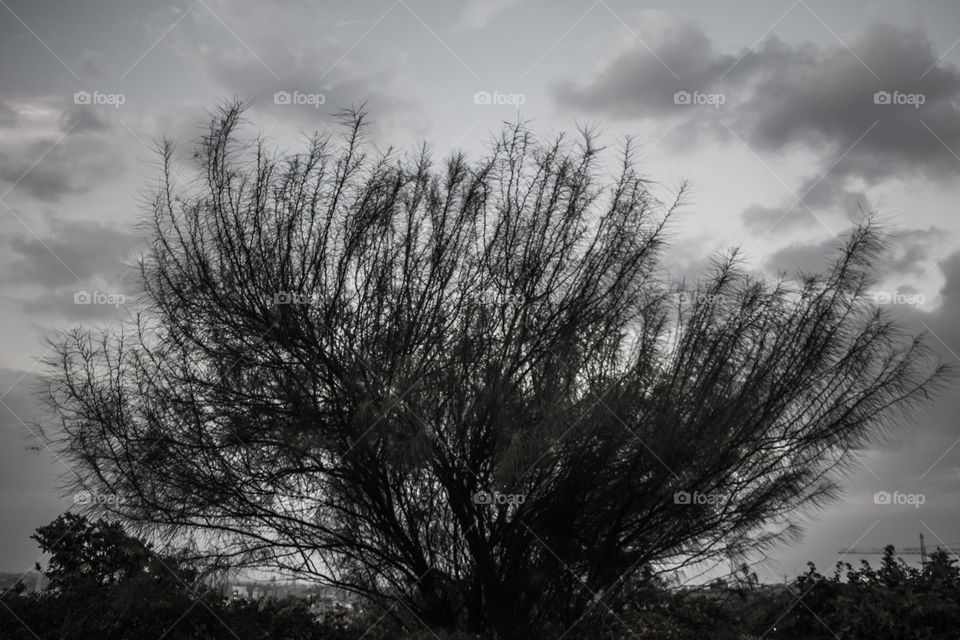 A tree in a black and white