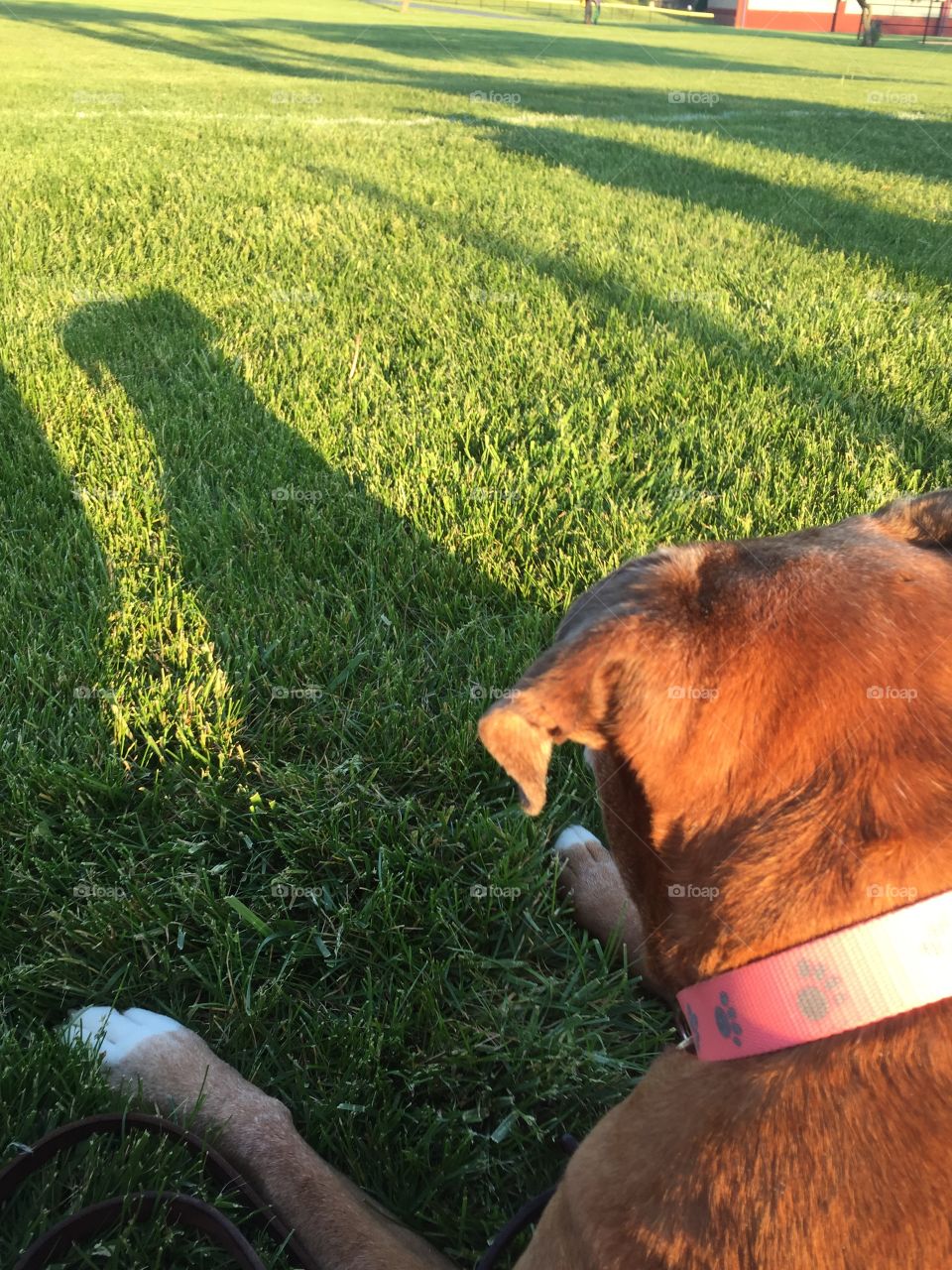 Puppy Shadow