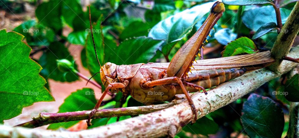 Grasshoppers perched on flower stems