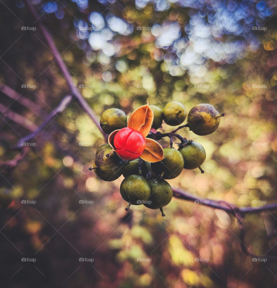 berries in the woods