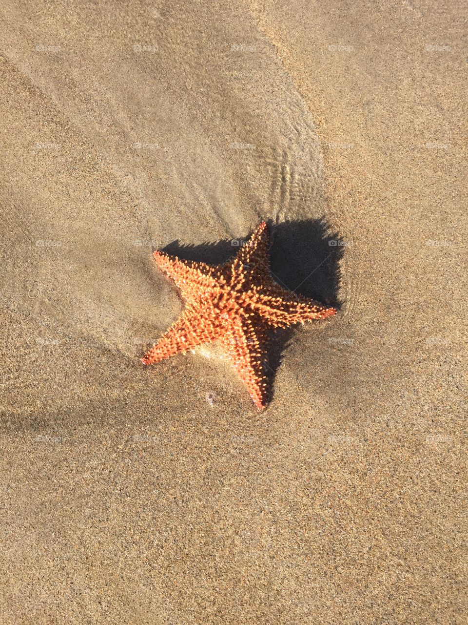 Starfish, Beach, Sand, Seashore, Echinoderm