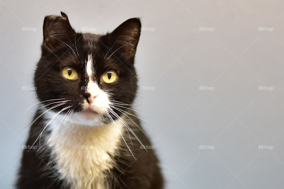 Adorable adoptable tuxedo cat, sweet and attentive eyes. Celebrating national pet day. Black cats and tuxedo cats rock.