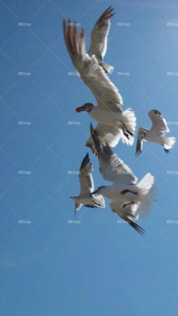 looking up at seagulls. Galveston, Texas