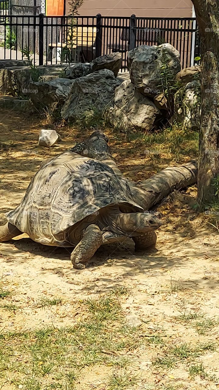 tortoise