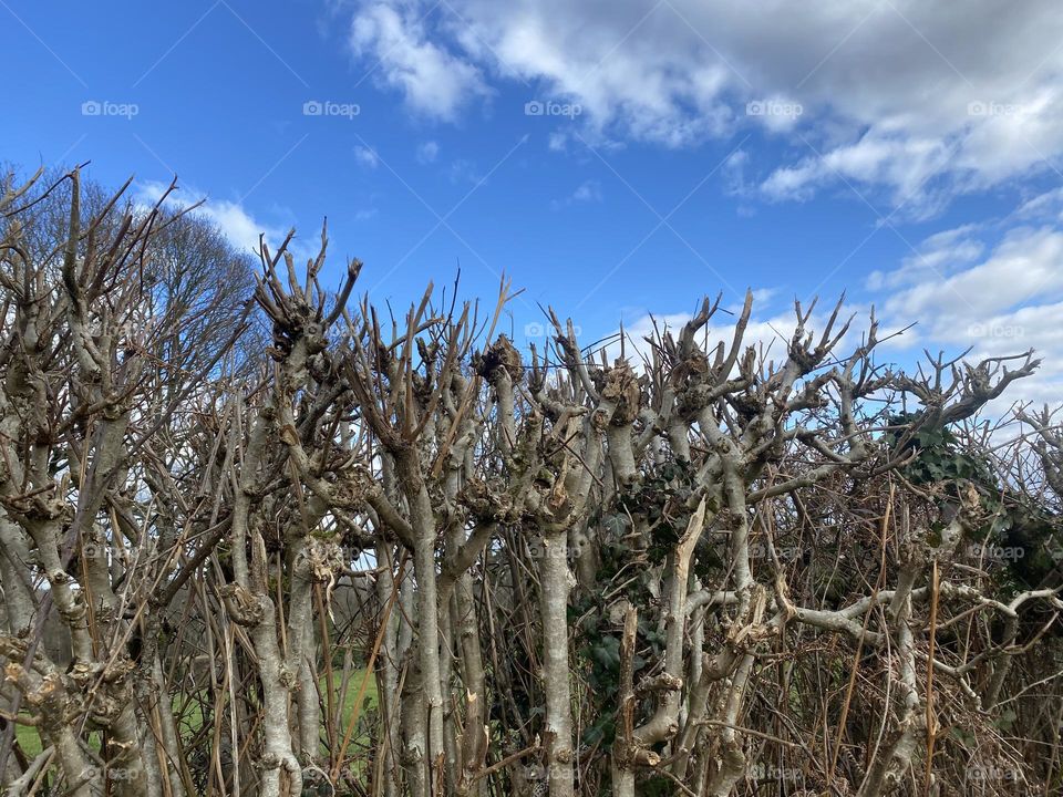 Natural fence from trees