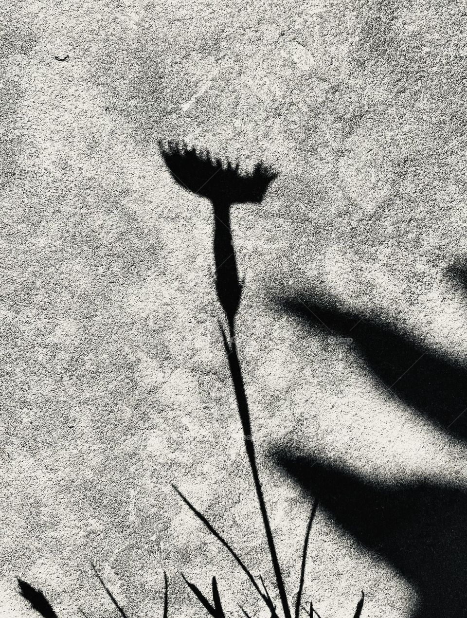 The shadow of a wildflower on a stone. 