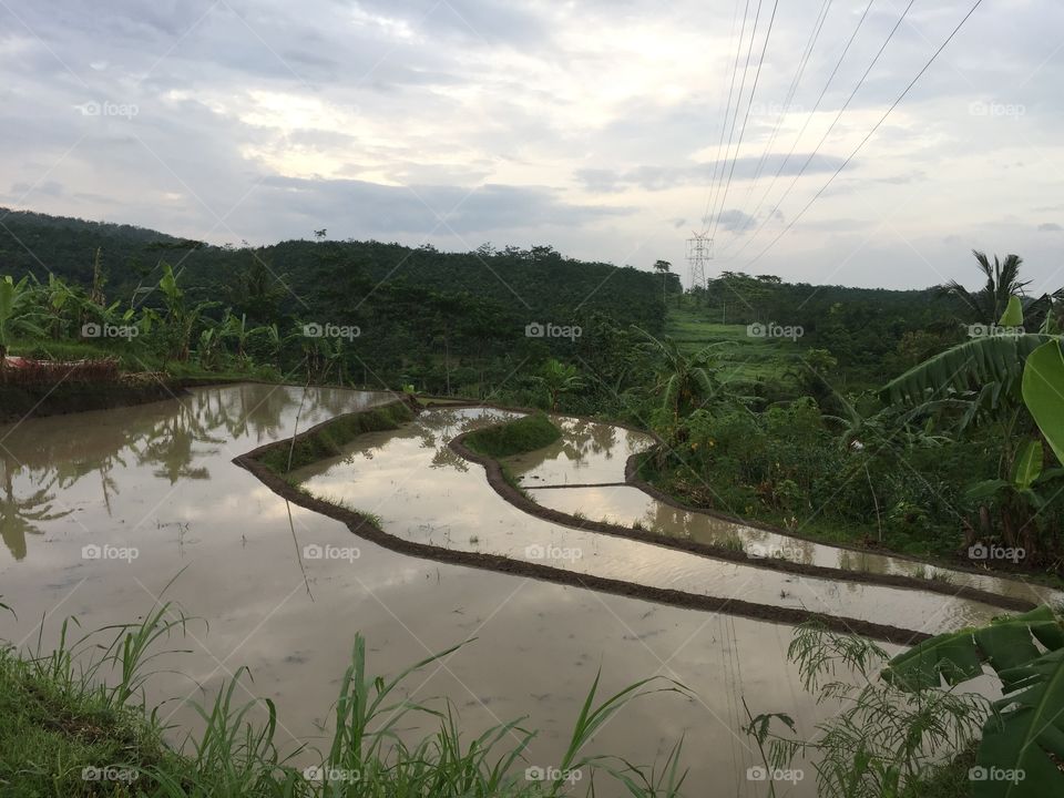 rice fields