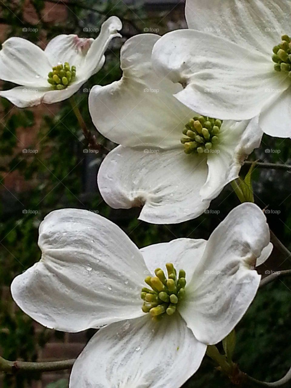 Dogwood Blossoms