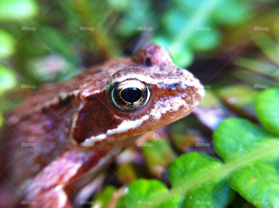 green macro united kingdom eye by tomrobbarber