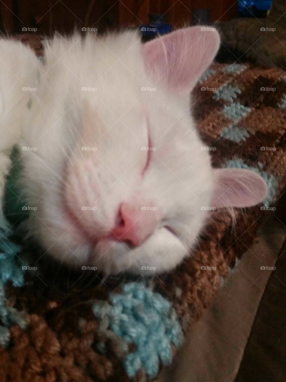 snow sleeping