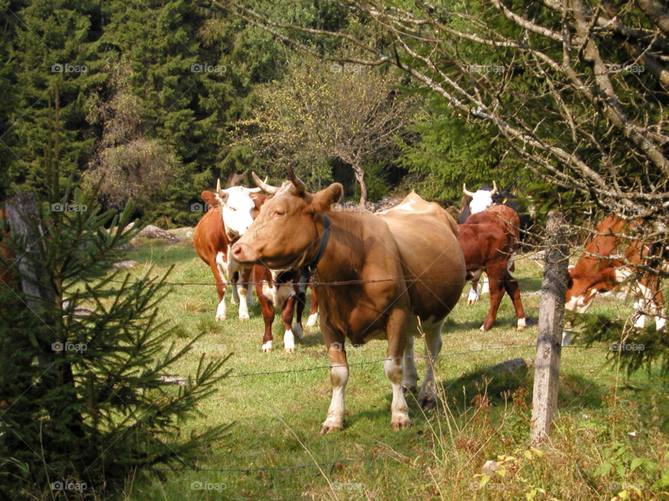 nature fall cows kor by kalubro