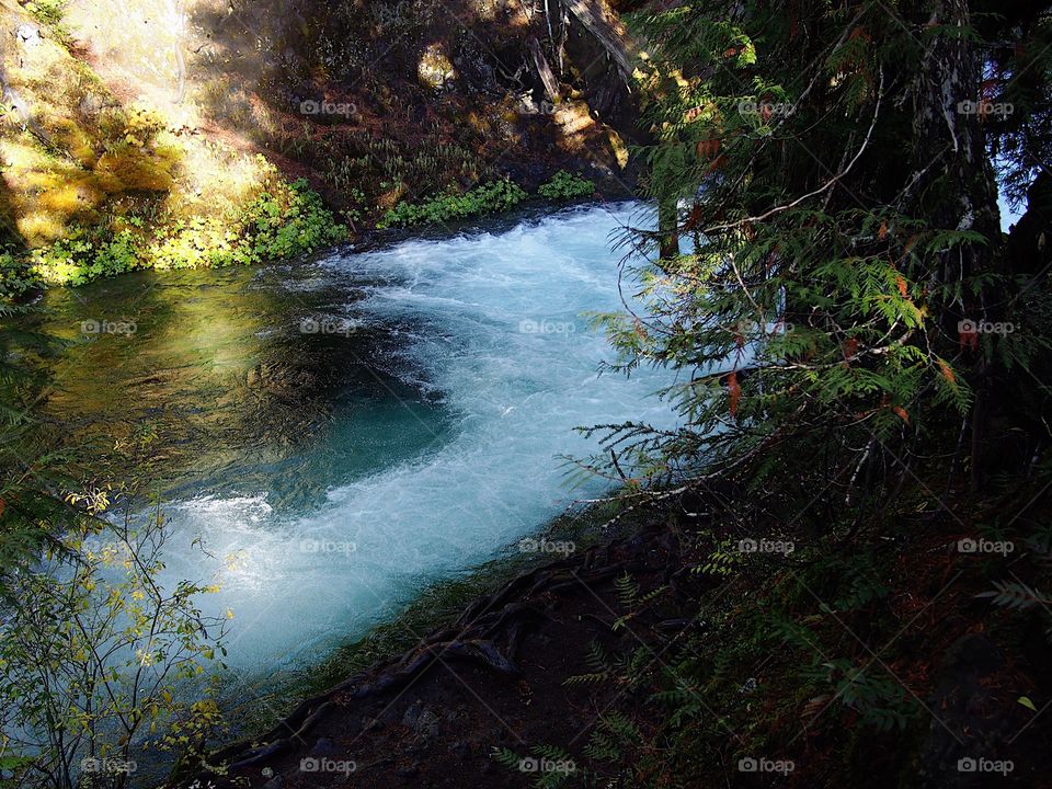 The beautiful McKenzie River in Western Oregon near its headwaters with whitewater and rapids flowing through a canyon covered in trees and greenery on a fall morning at sunrise.