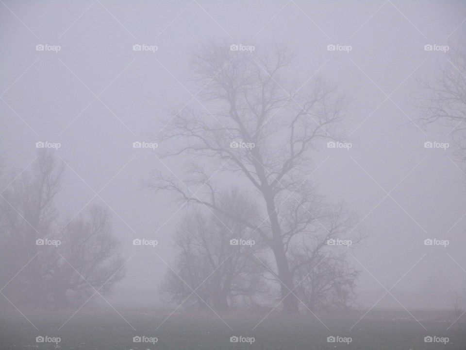kahler Baum im Nebel