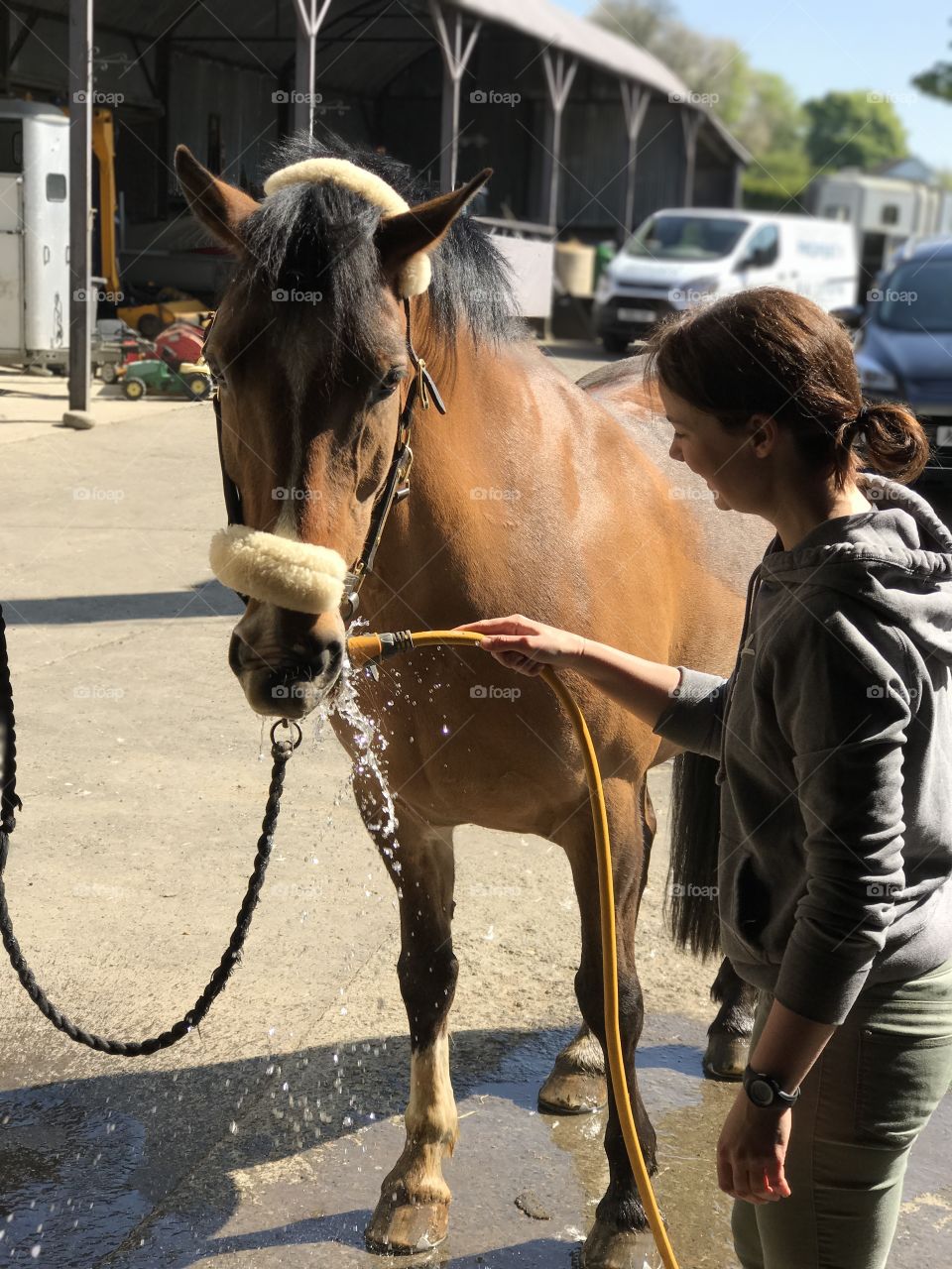 Horse drinking water from hose. 