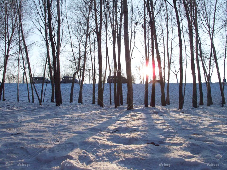 View of tree trunk in winter