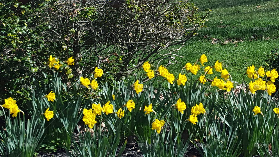 daffodils