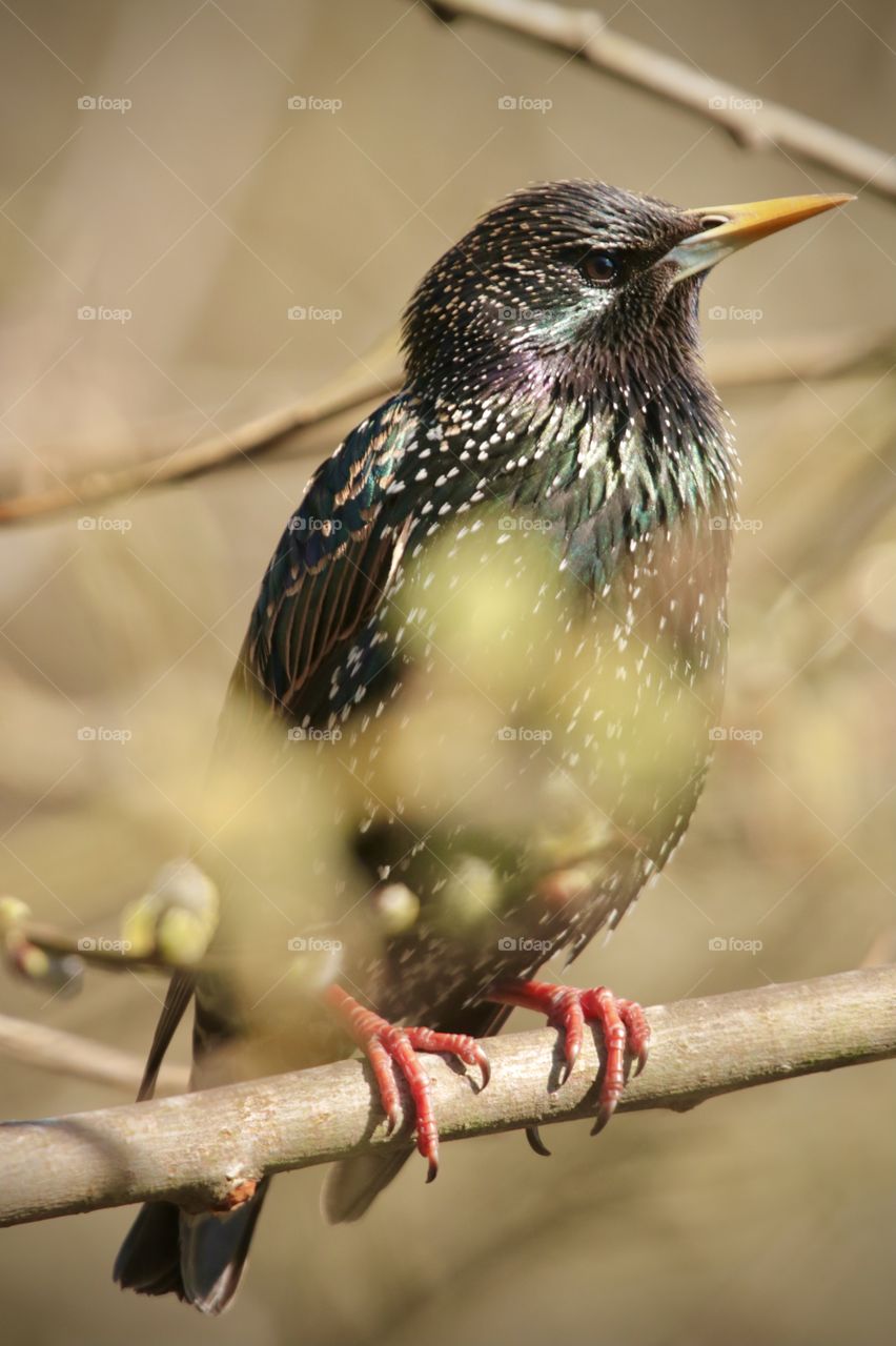 Starling 