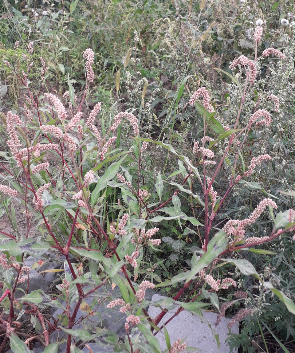 pink  knotweed on the roadside in the afternoon