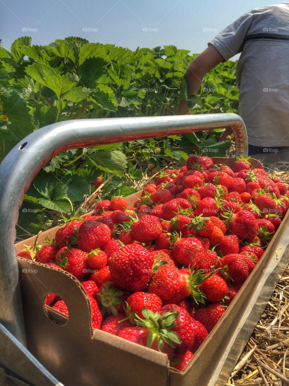 Strawberry Farm