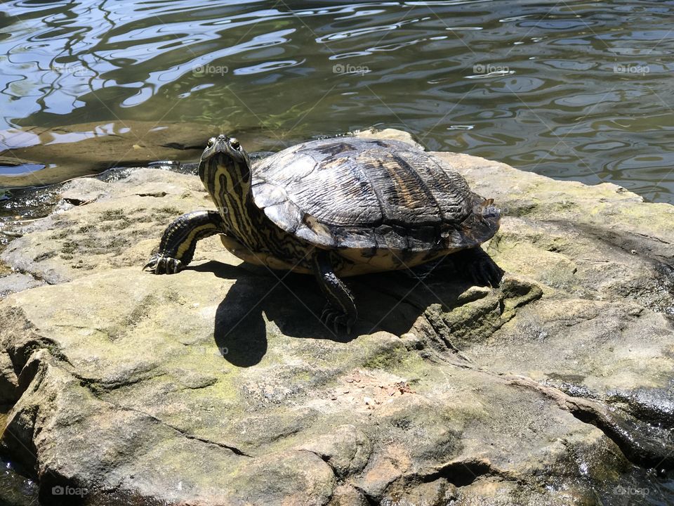 Turtle tortoise shell outside rock