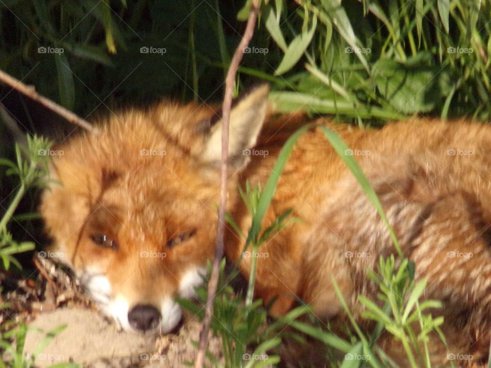 schlafender Fuchs
