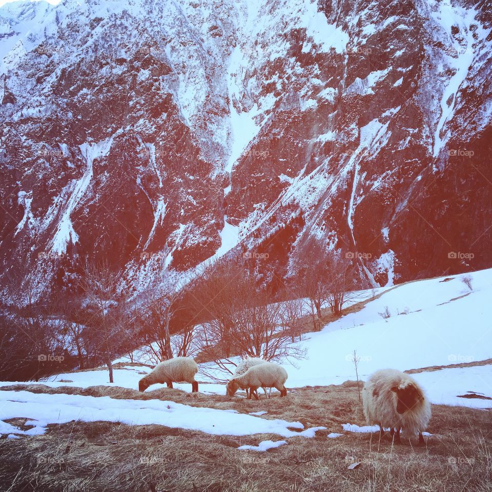Alpine sheep 