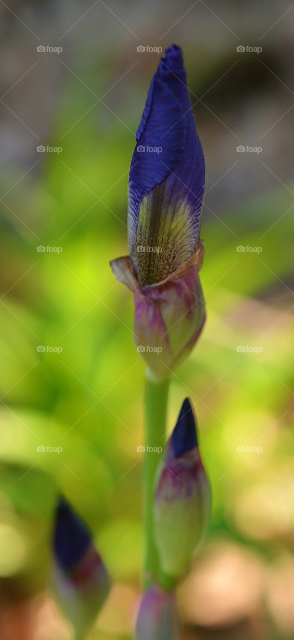 two iris blooms