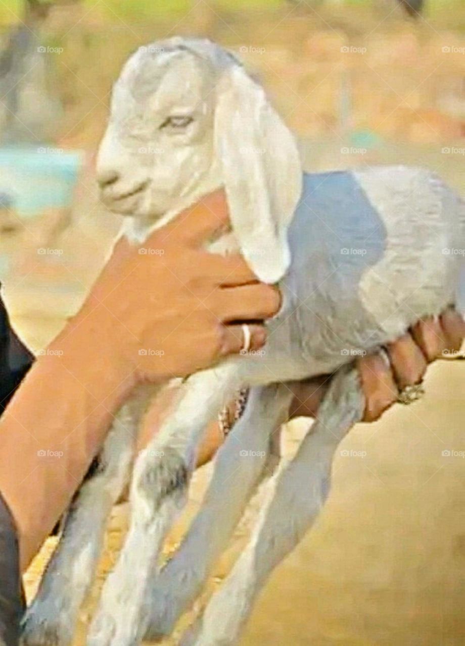 August 15th 2023 rajasthan india. my beautiful and cute baby goat.