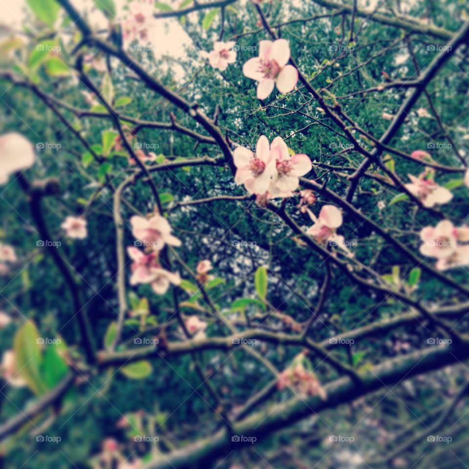 Spring Flowers