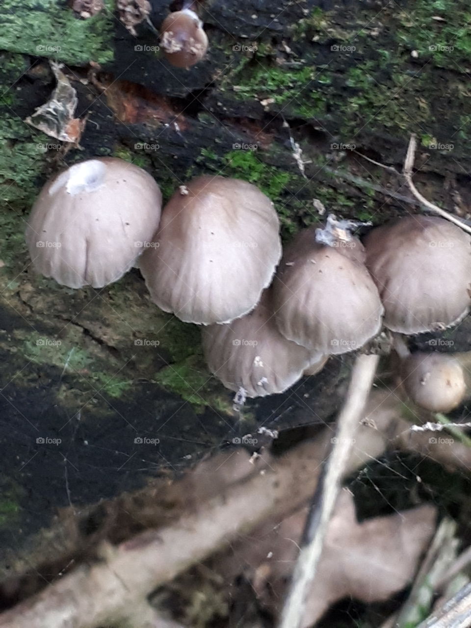 Toadstools