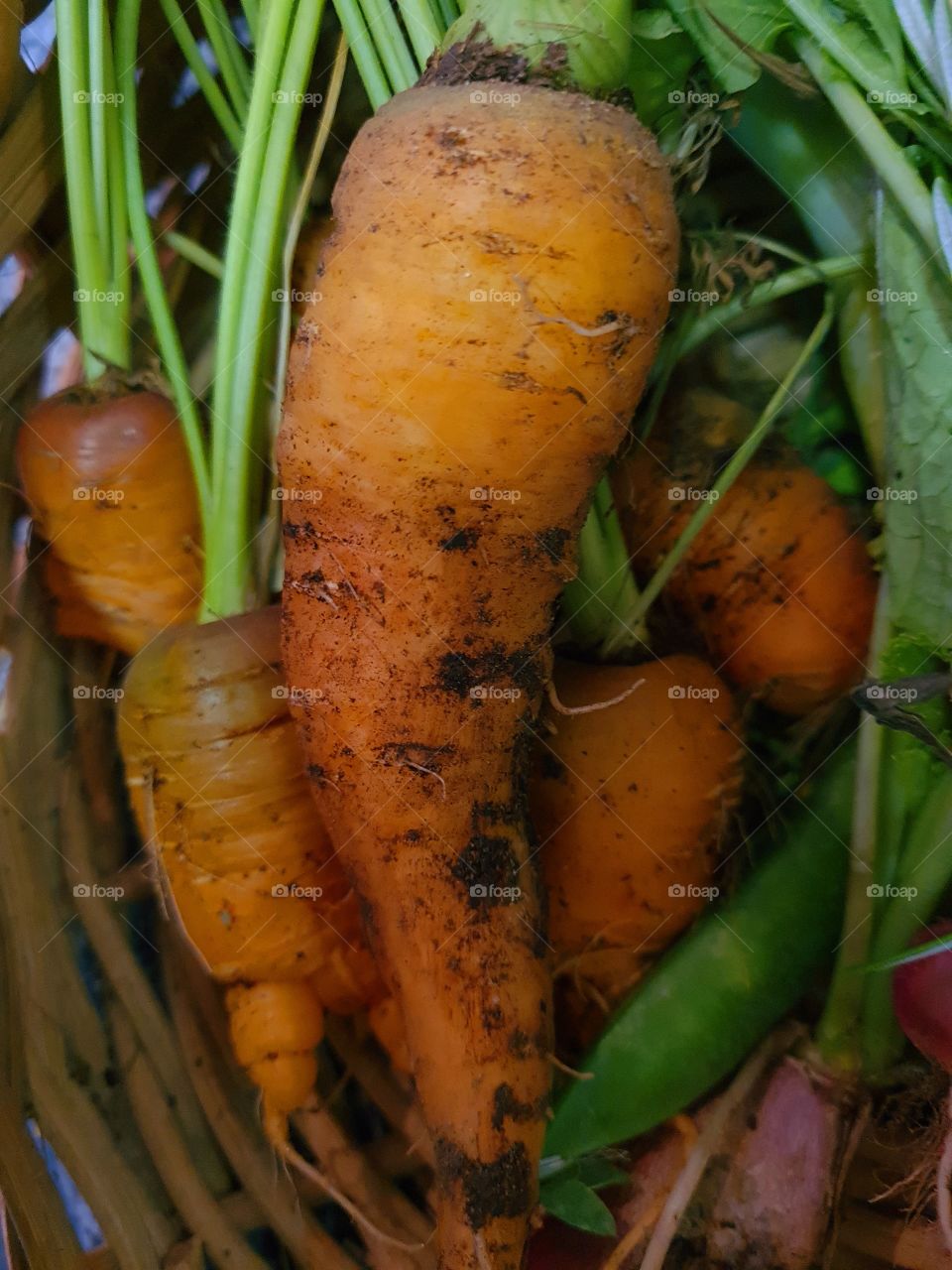 freshly picked carrots