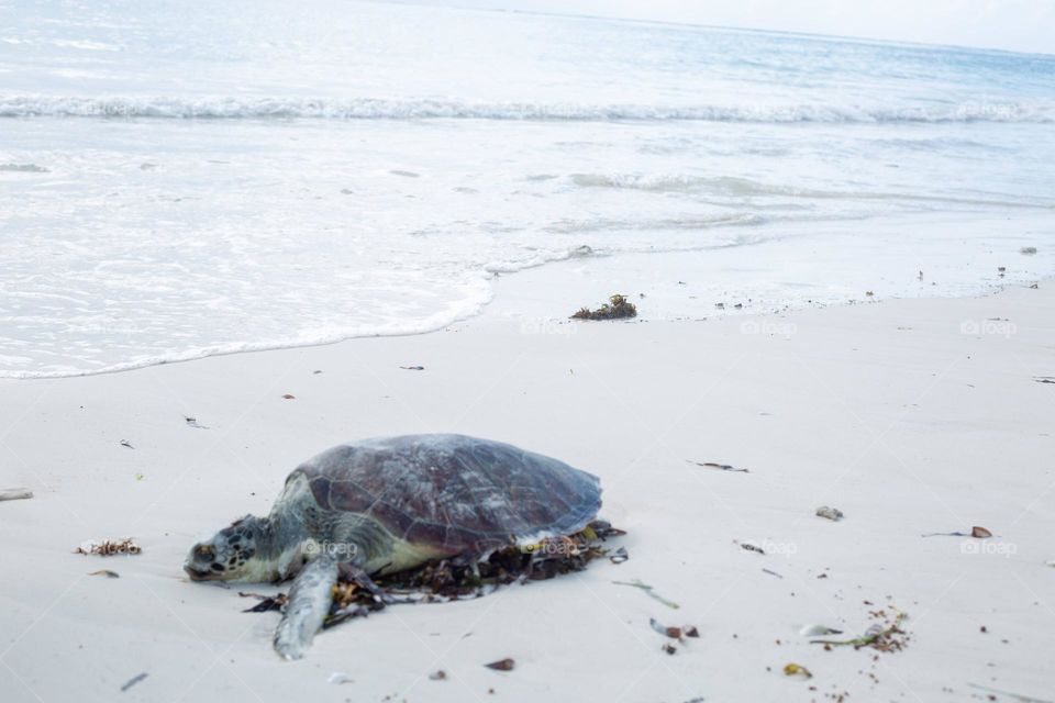 Turtle walking near the beach