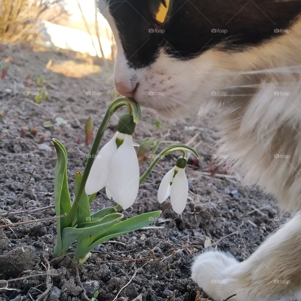 cat with spring flowers