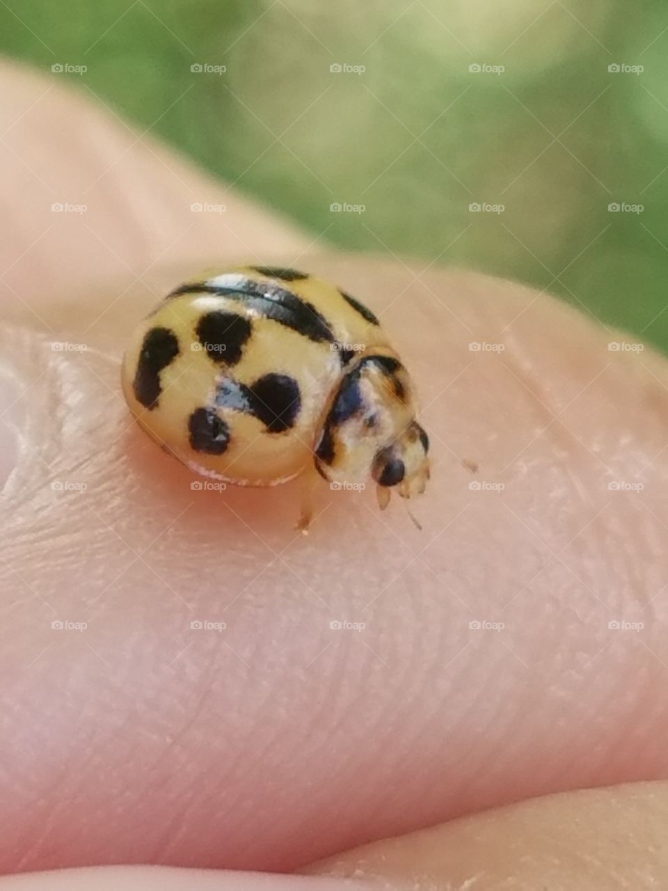 Lady bug