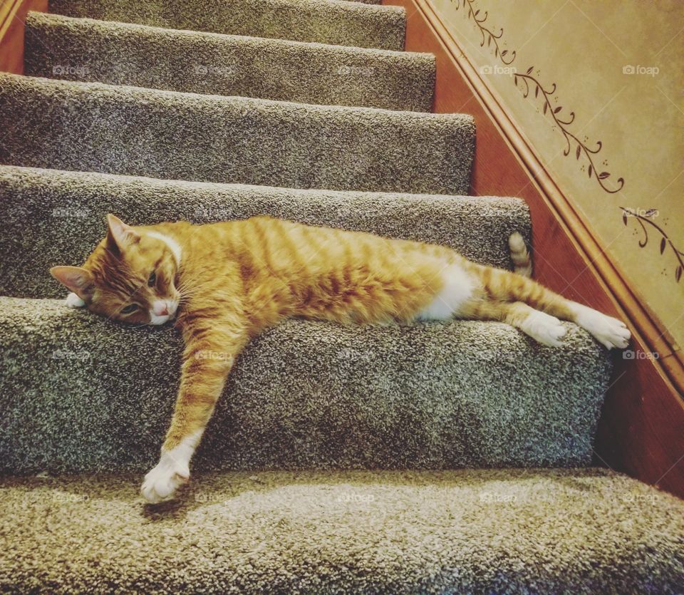 Orange cat posing