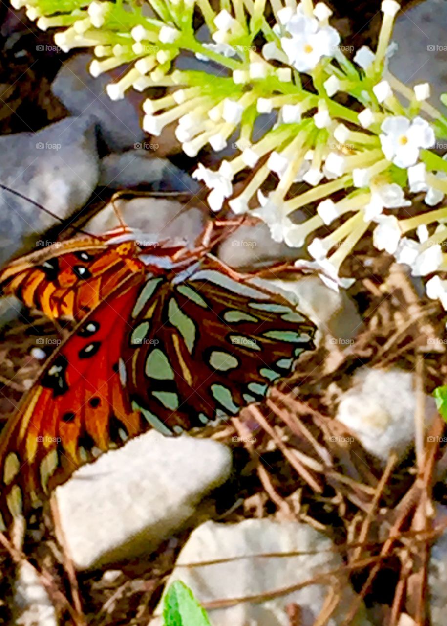 close up of a Fritillary butterfly 