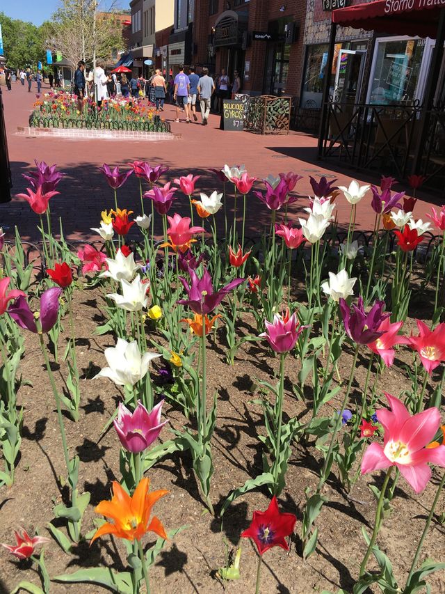 Colorful tulips
