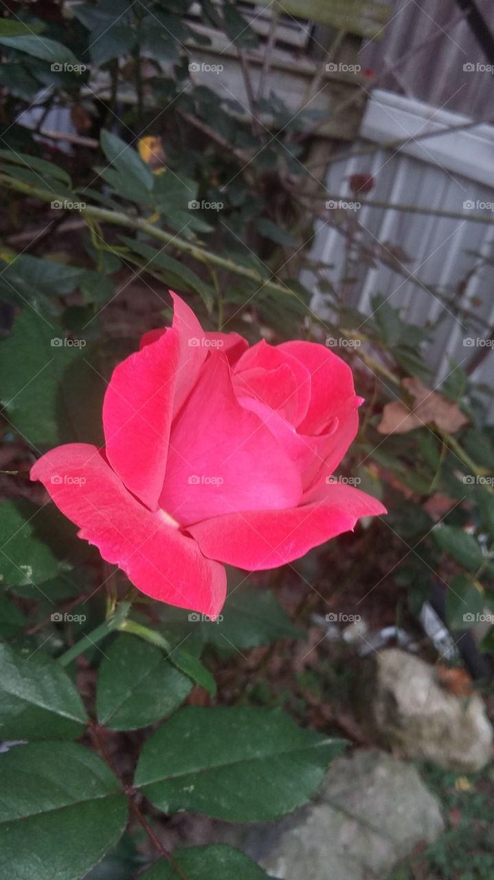 roses are amazing
