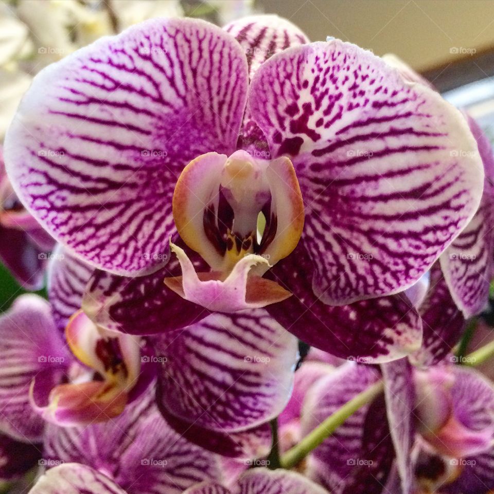 Orchid