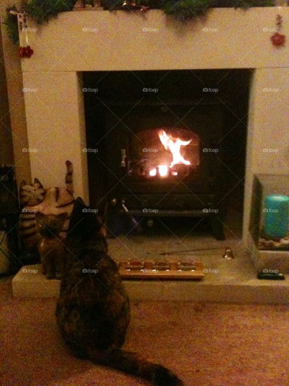 Cats love warmth. Cat watching the fireplace