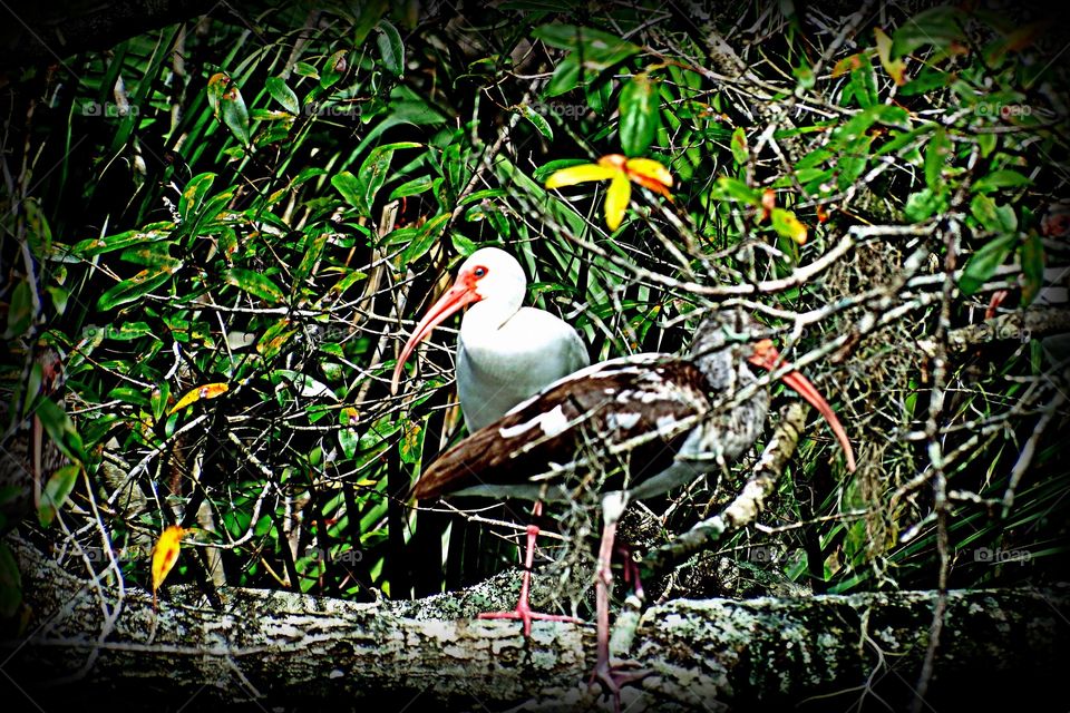 Adult and Baby Ibis