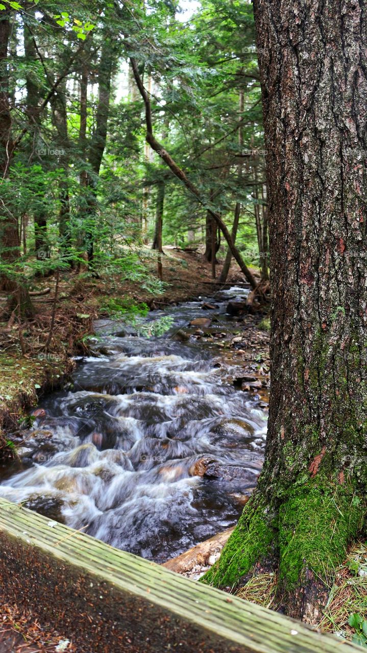 Stream running through the forest.