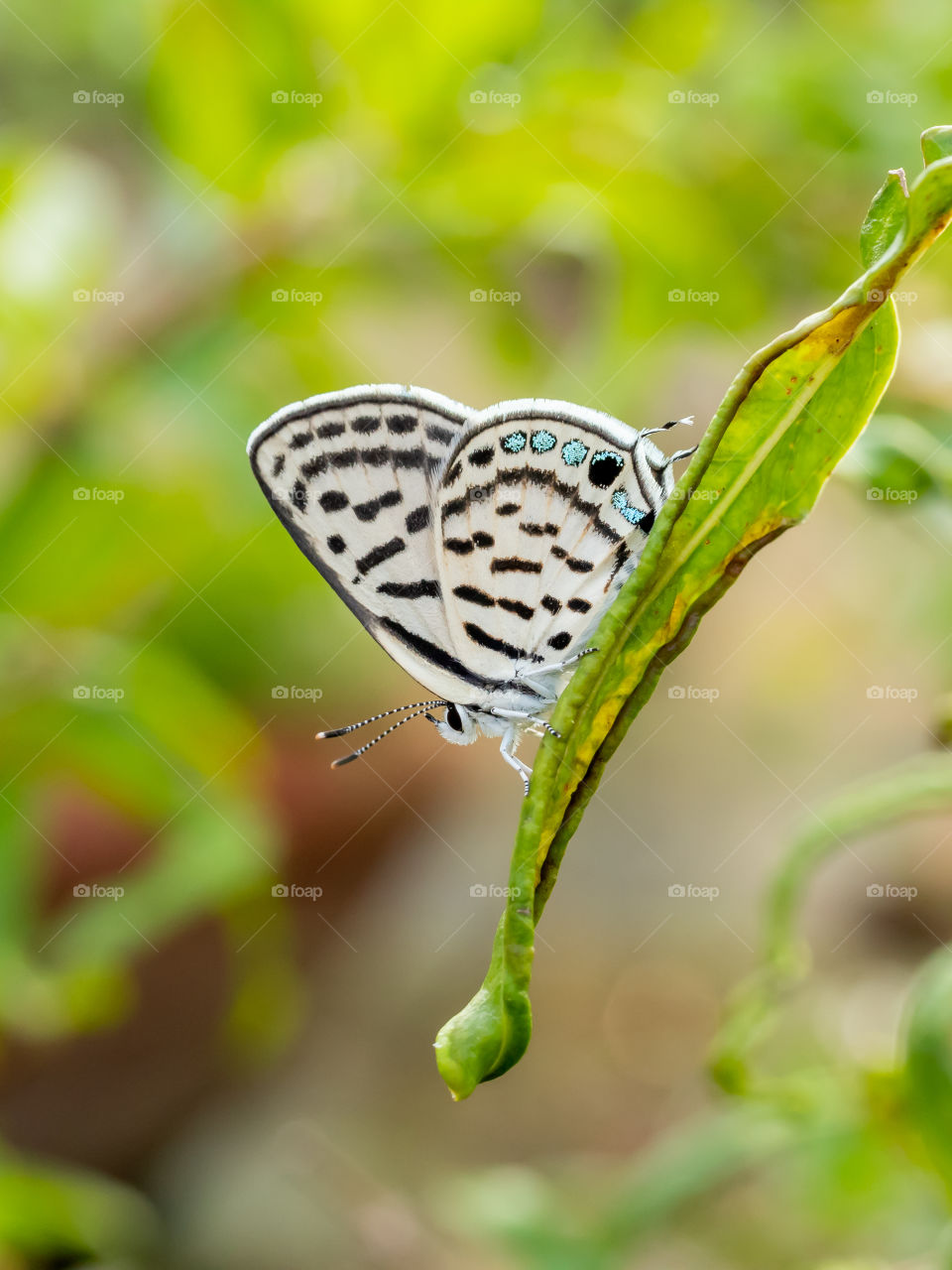 Beautiful Butterfly