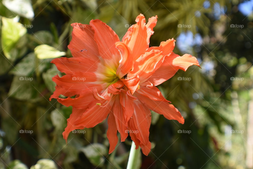 big Orange flower