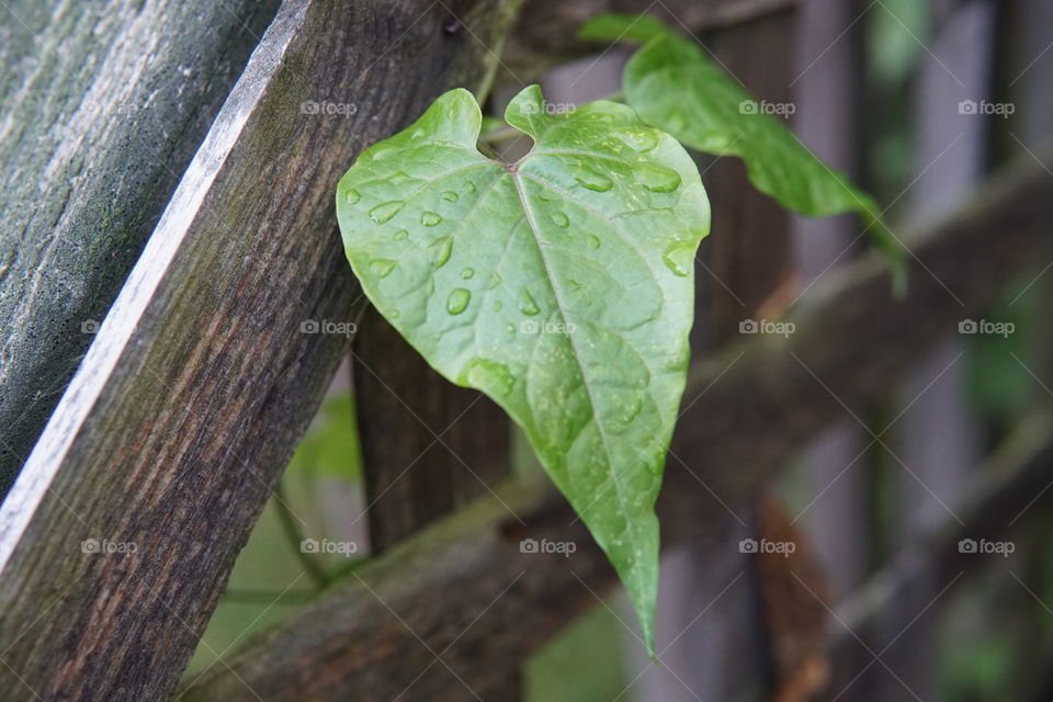 Leaf with rain drops 