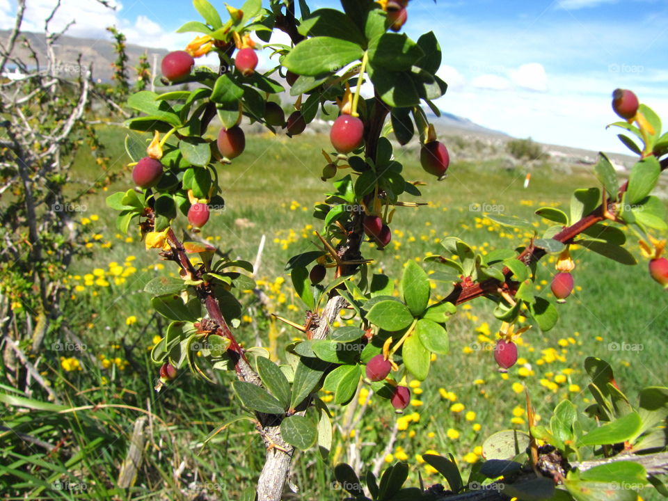 Calafate berry